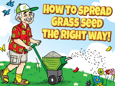 How to spread grass seed the right way