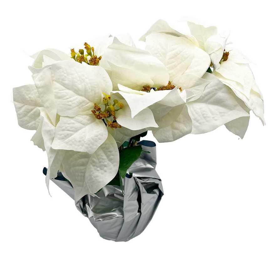 Poinsettia Blooms 16"